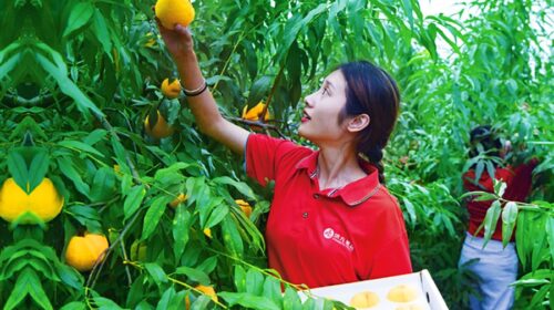 Hongjiu Fruit issues more shares