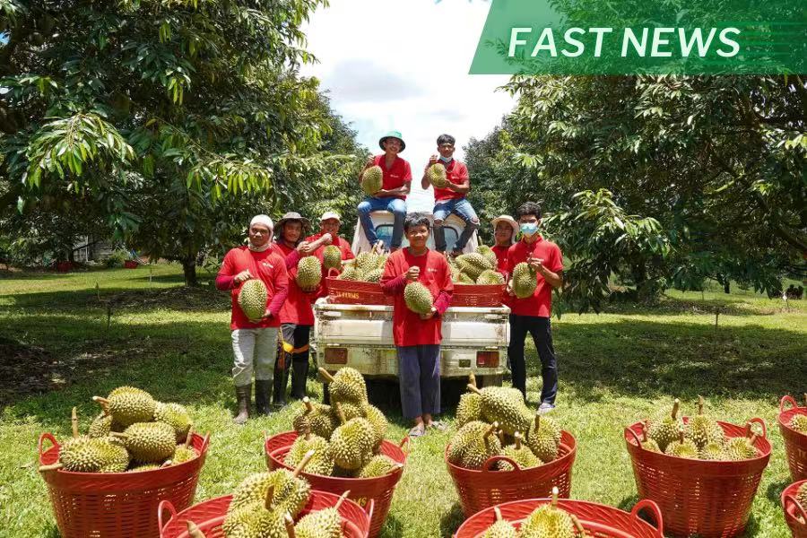 Established in 2002, Hongjiu is one of the top three fruit sellers in China, and grew rapidly during the Covid pandemic, and capable of high revenue and profit growth between 2020 and 2022.